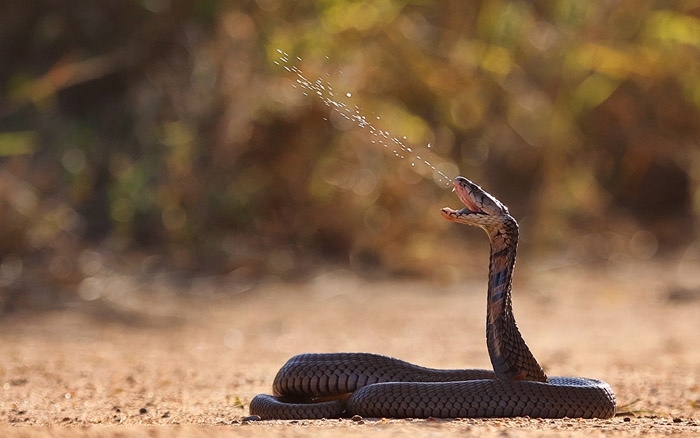 Мозамбикская кобра